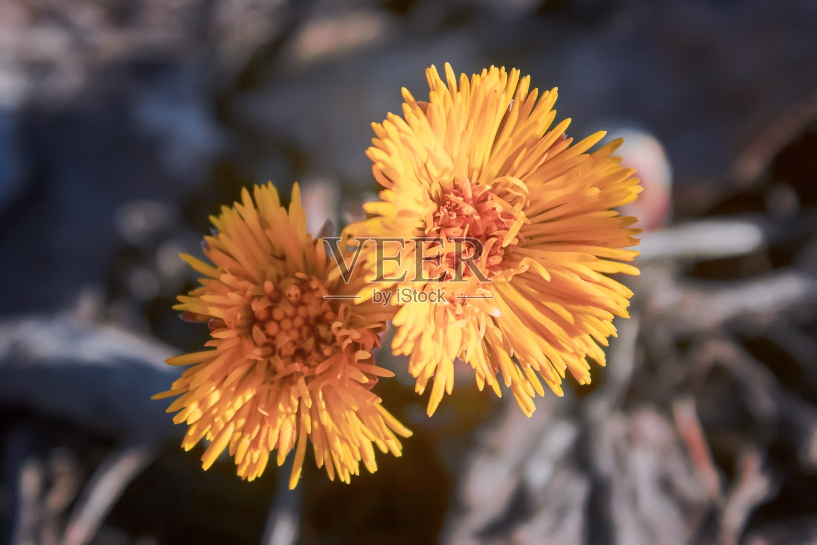 一幅马蹄铁花Tussilago farfara的微距照片。鸢尾黄花。照片摄影图片