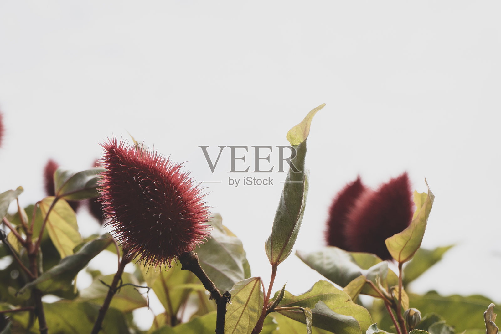 一棵杏树的红色果实特写照片摄影图片