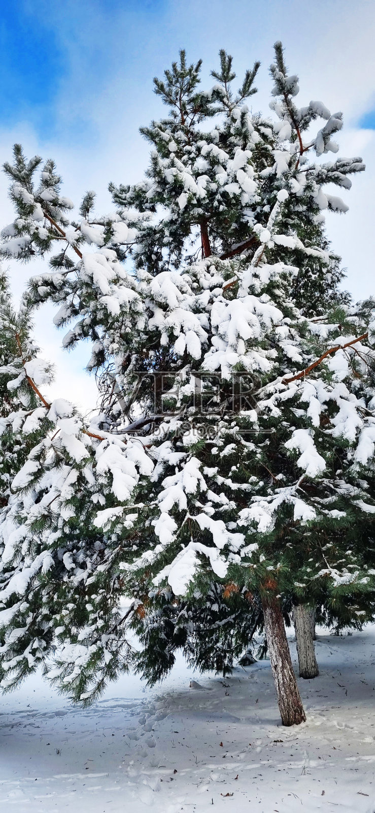 冬日街头的风景照。被雪覆盖的常青树。季节照片摄影图片