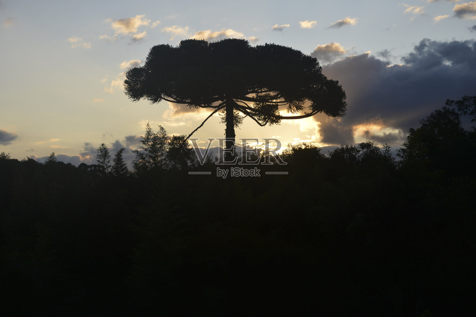 巴西南部的典型树种。它生长在高冷的地方照片摄影图片