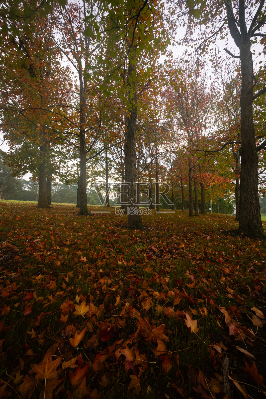 秋天的森林照片摄影图片