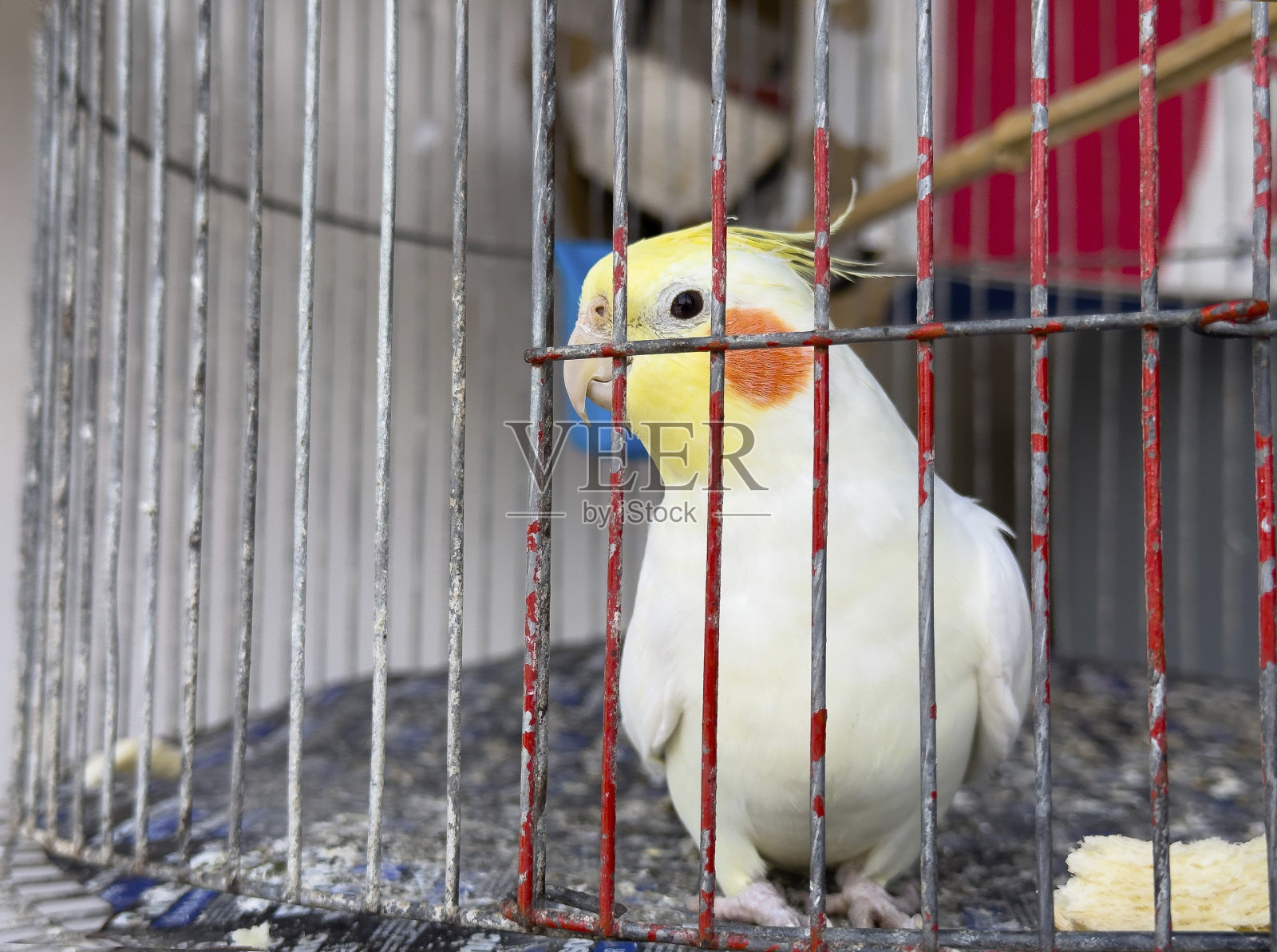 孤独的小鸟被关在笼子里照片摄影图片