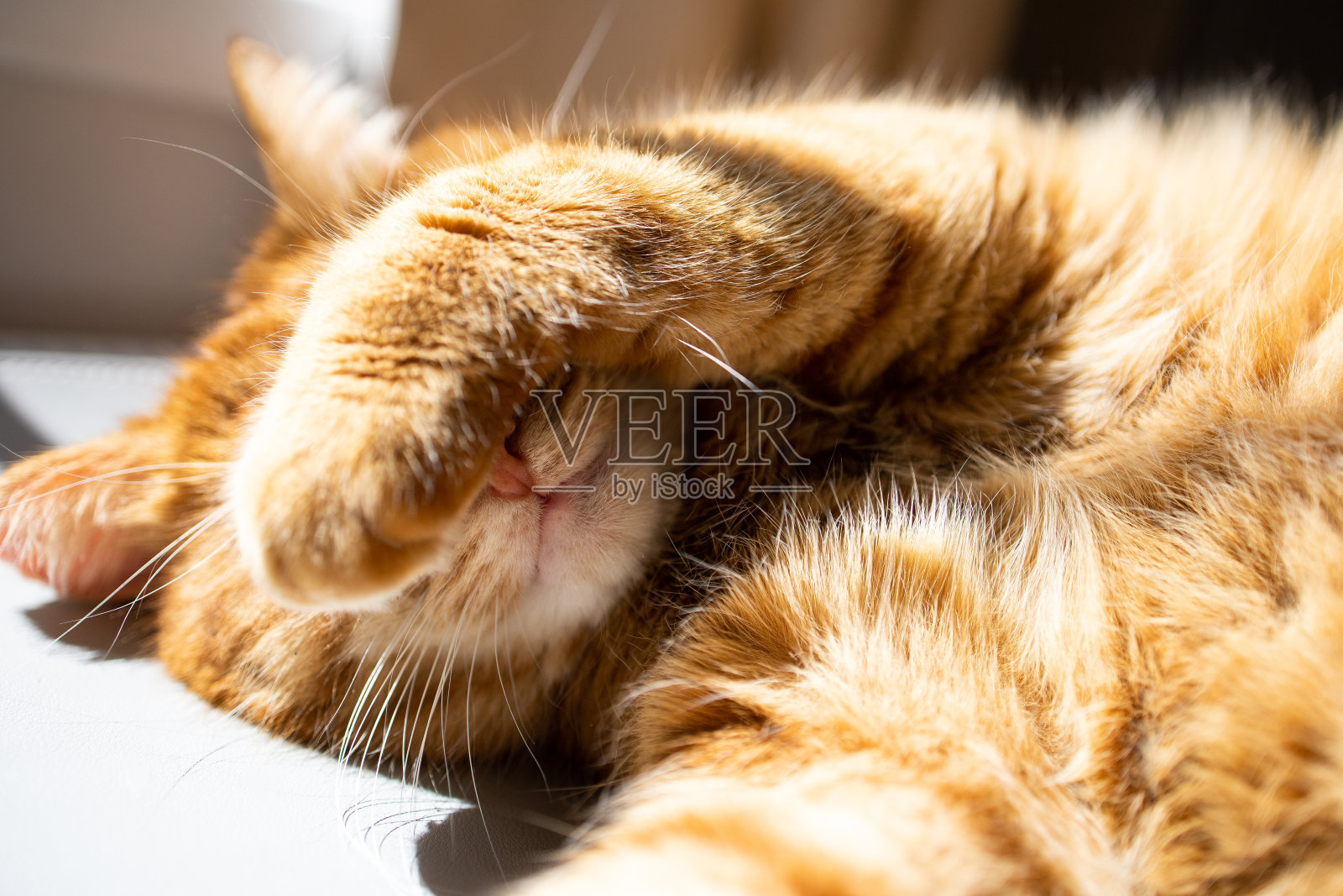 可爱的姜黄色猫躺在阳光下享受照片摄影图片