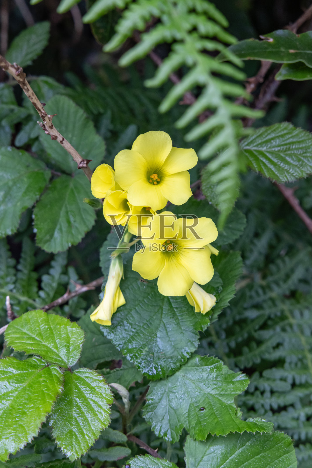 野花和郁郁葱葱的绿色植物在特塞拉岛，亚速尔群岛。照片摄影图片