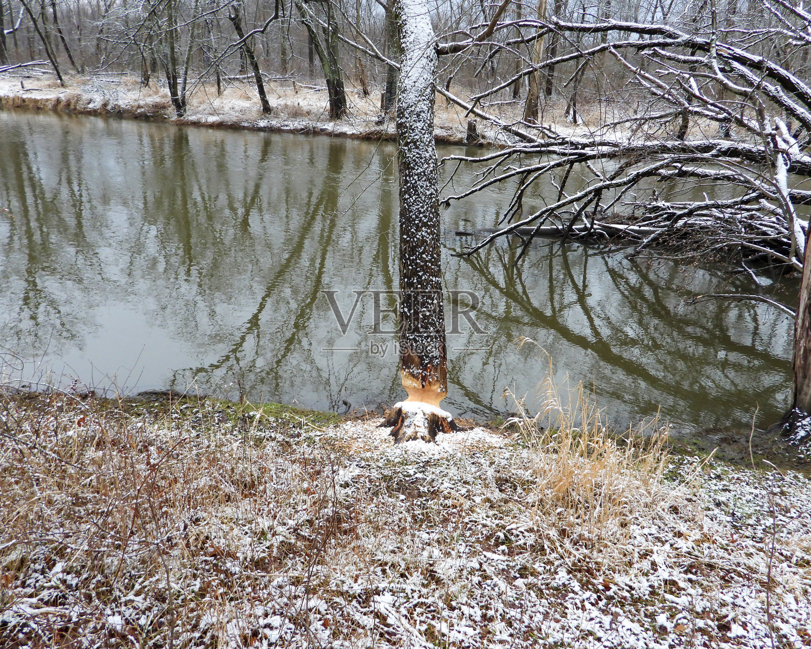 被海狸咬过的树桩-海狸伤害树照片摄影图片
