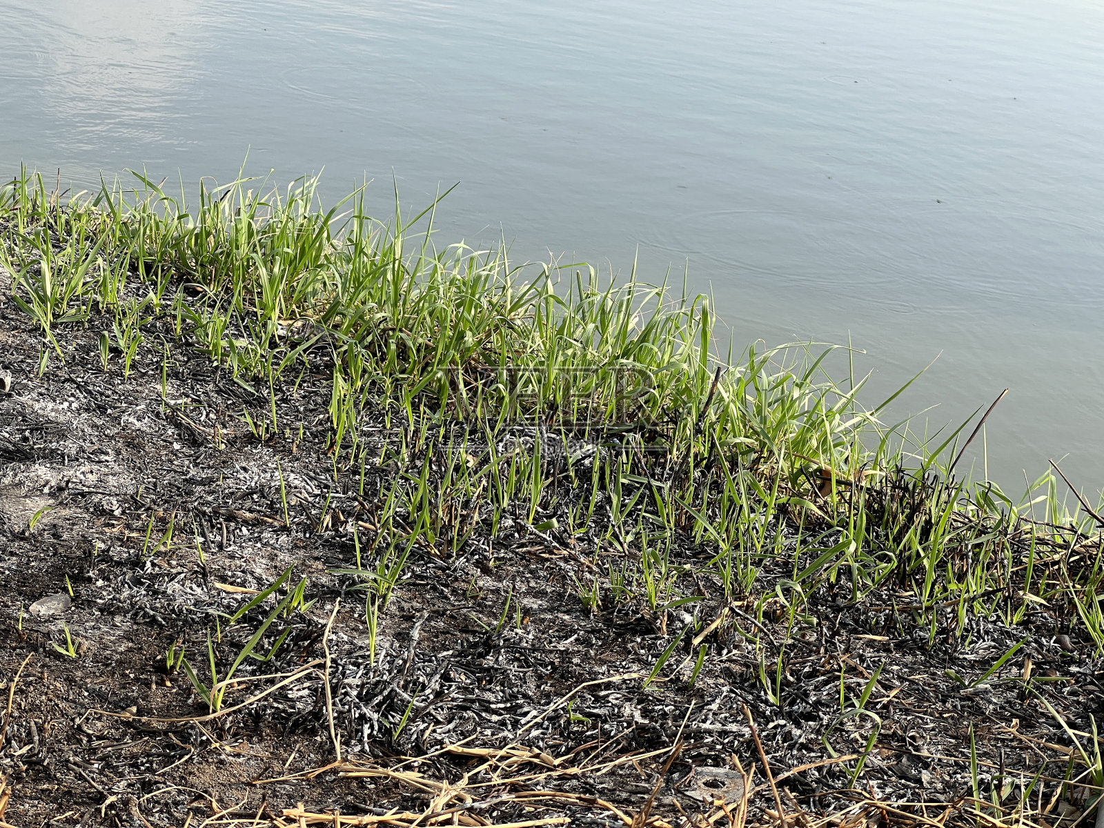 河边的绿色植物和干草照片摄影图片