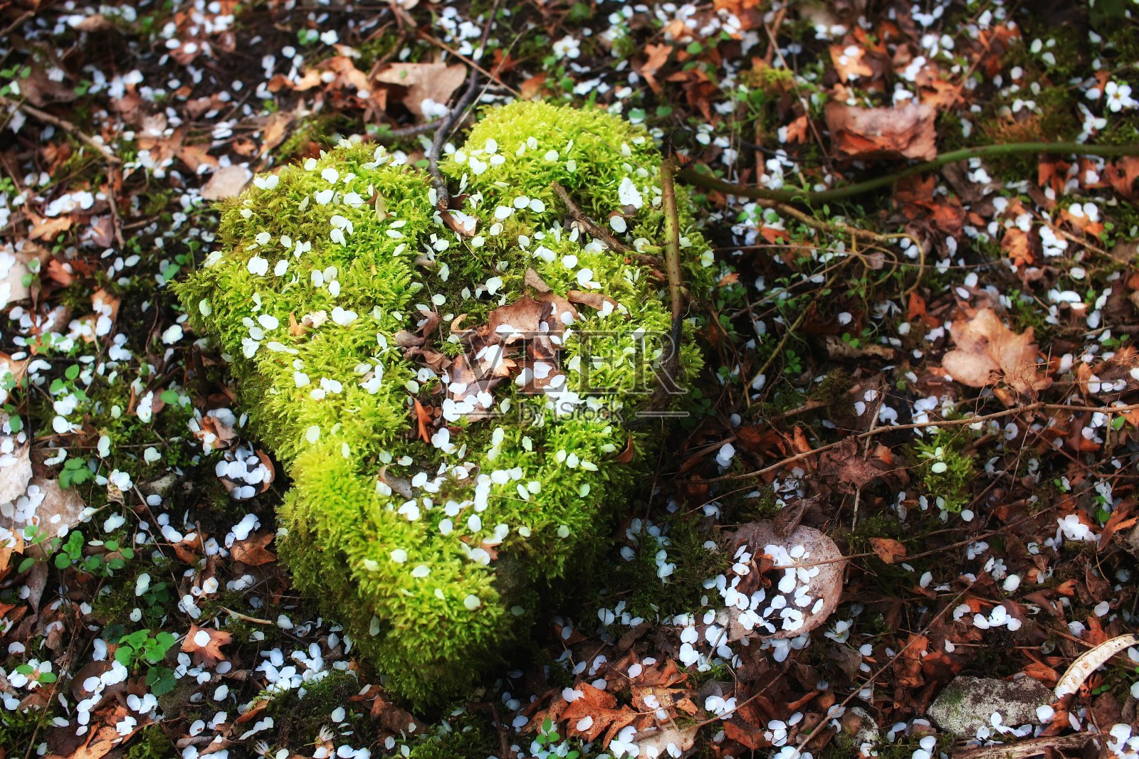 心形的石头配上青苔，象征着爱与自然照片摄影图片