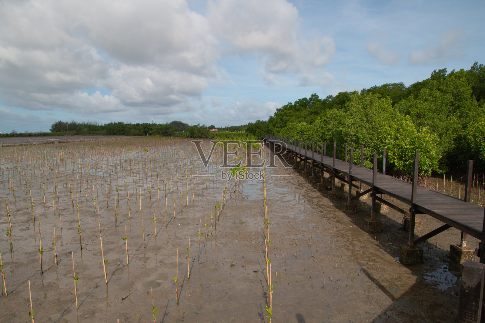 新种植的红树和木桥照片摄影图片