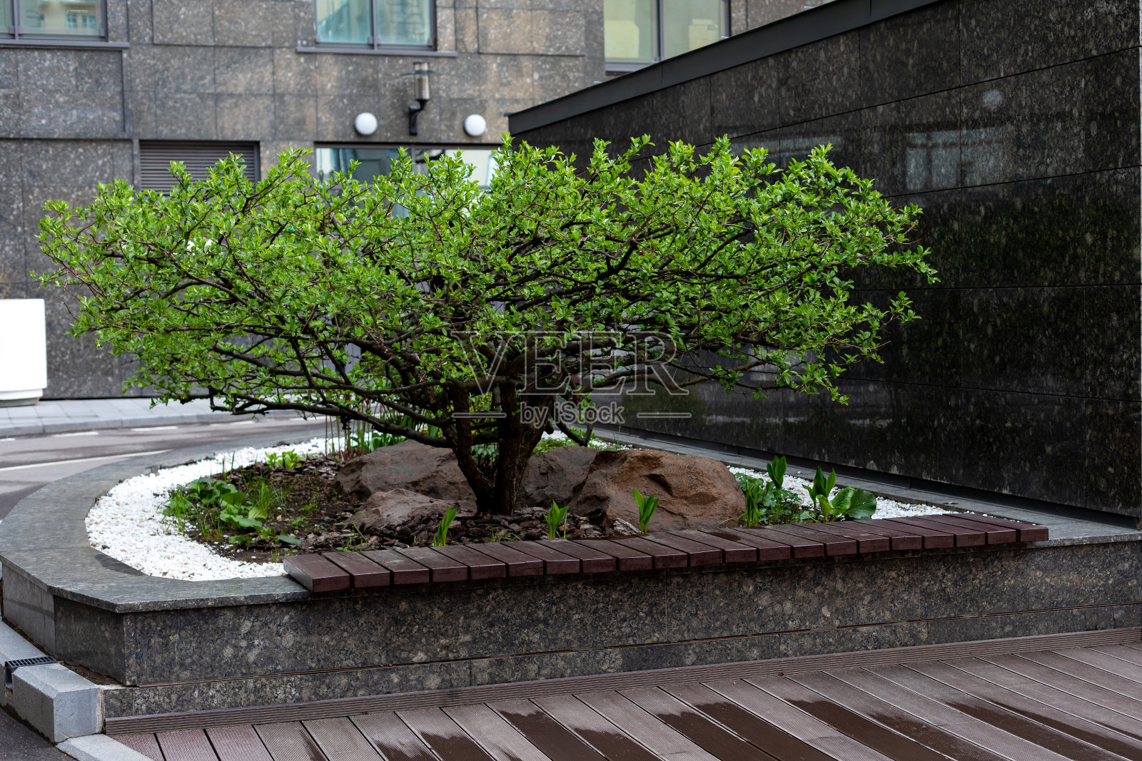 园林建筑，美化城市环境。办公楼庭院长椅旁的绿树照片摄影图片