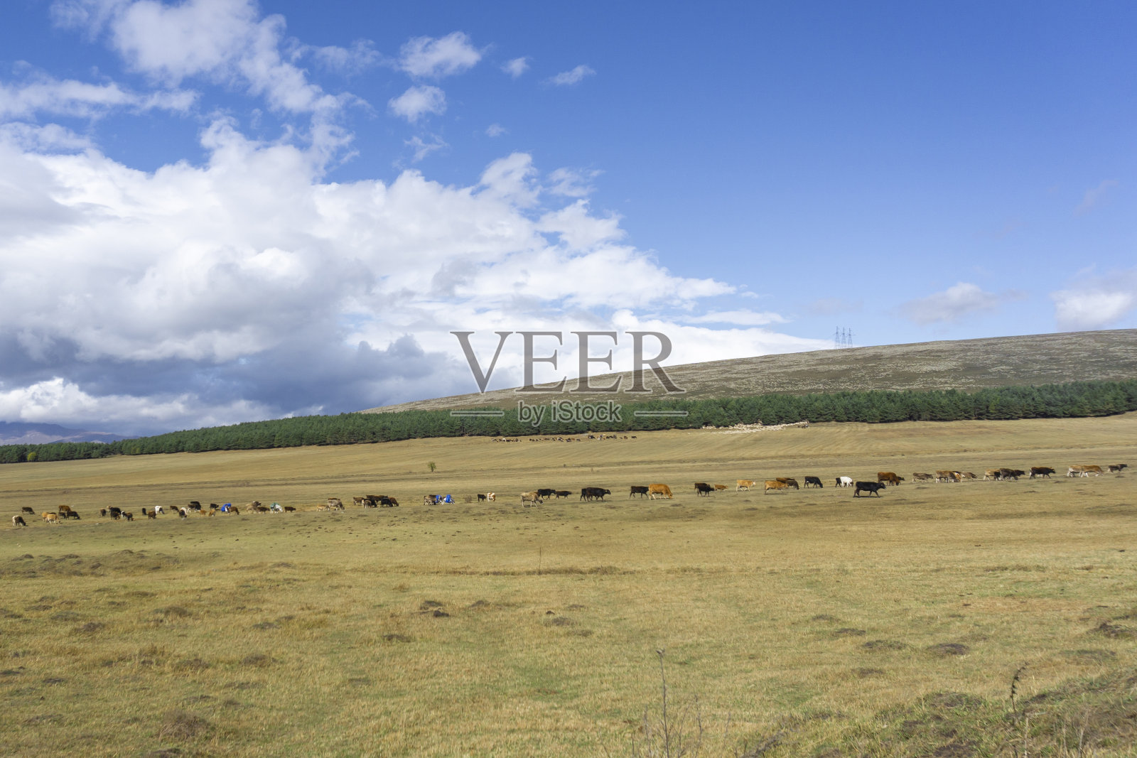 牧场上排成一排的牛在吃秋天的黄草。背景是山脉照片摄影图片