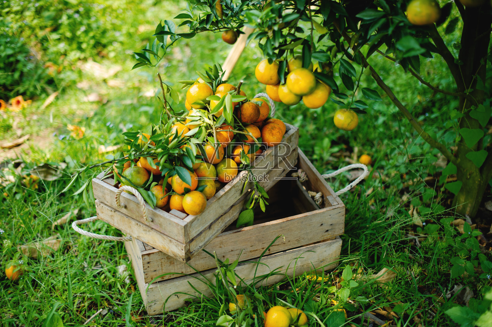 橙色的花园照片摄影图片