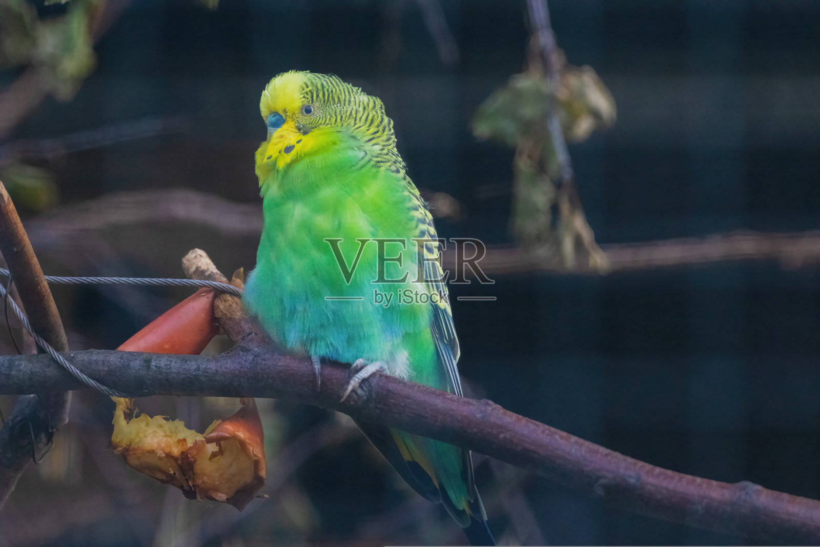 一只绿黄相间的虎皮鹦鹉栖息在树枝上照片摄影图片