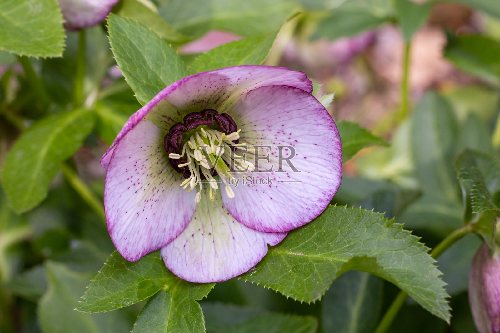 粉红色的嚏根草在早春的花园里盛开。照片摄影图片