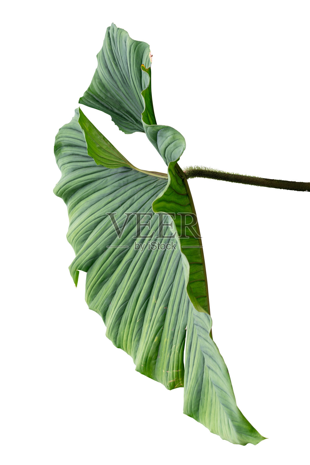 用剪枝路径分离的绿叶植物照片摄影图片