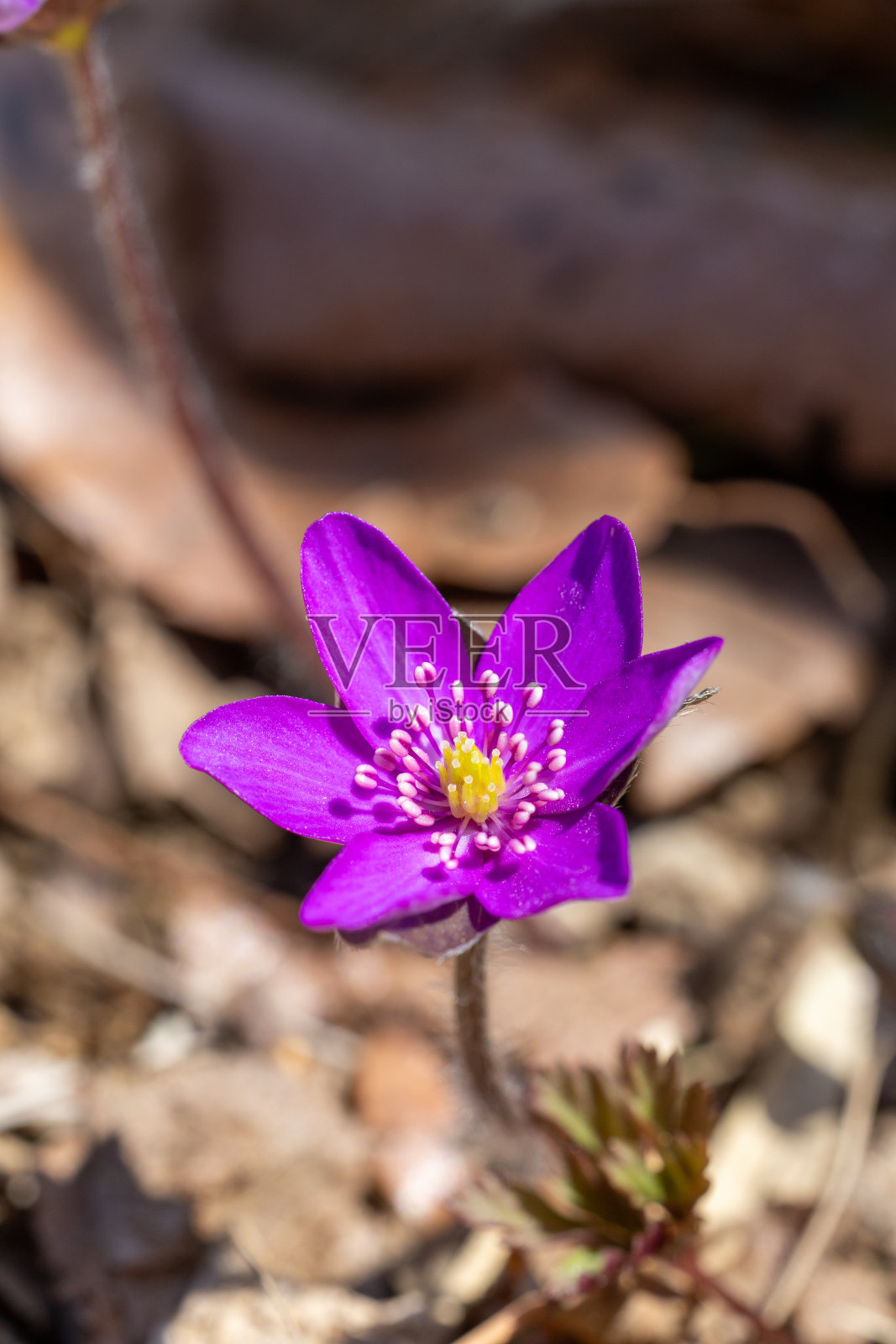 初春的森林里，大河狸花悄然绽放。照片摄影图片