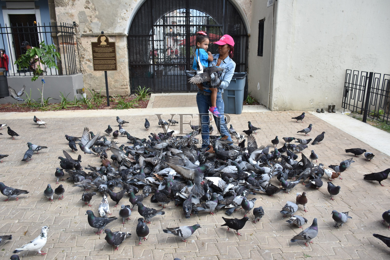 鸽子公园照片摄影图片