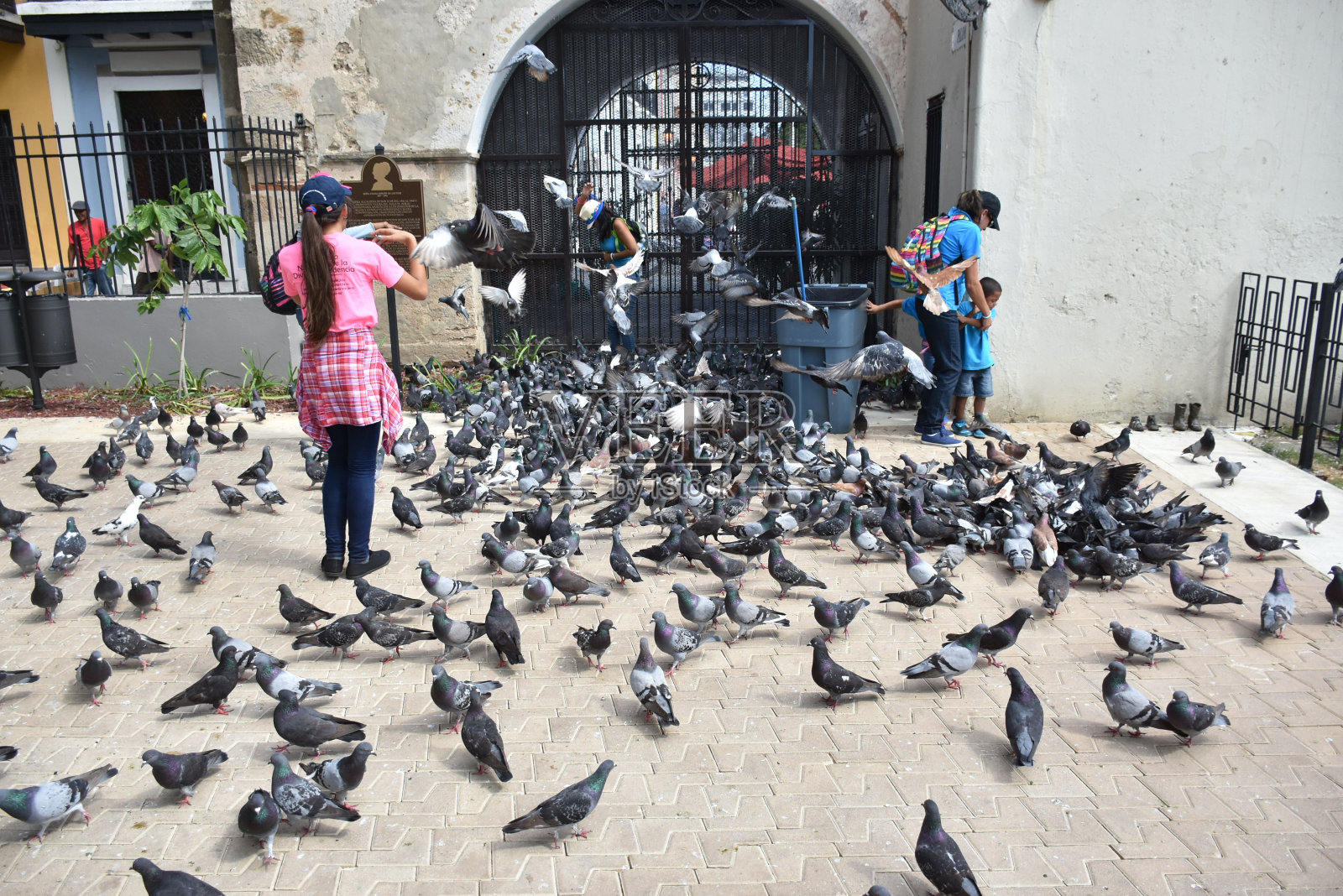 鸽子照片摄影图片