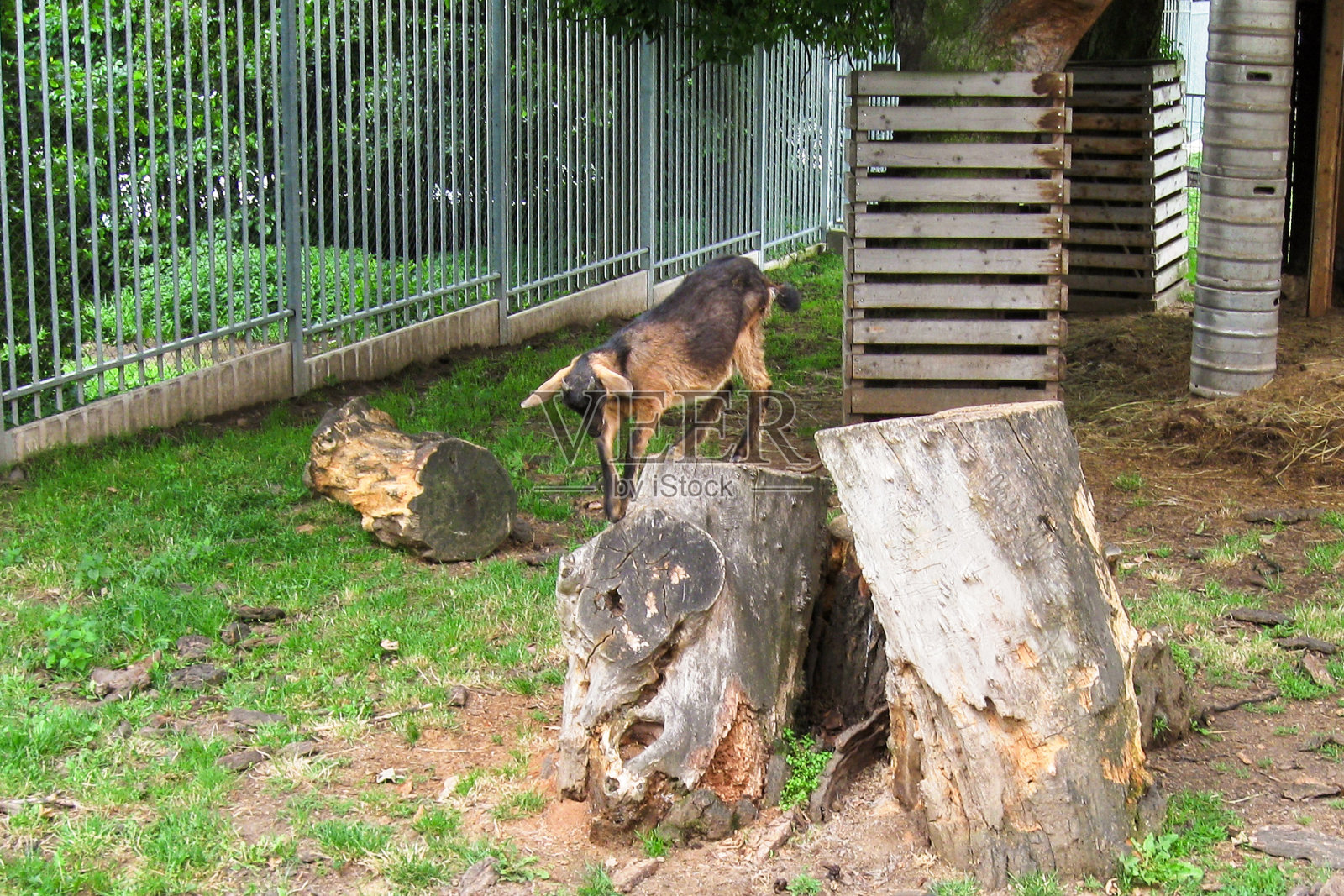 捷克科泽尔啤酒厂的标志照片摄影图片