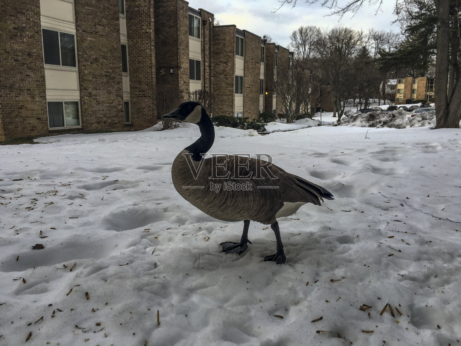 野生加拿大鹅绒照片摄影图片