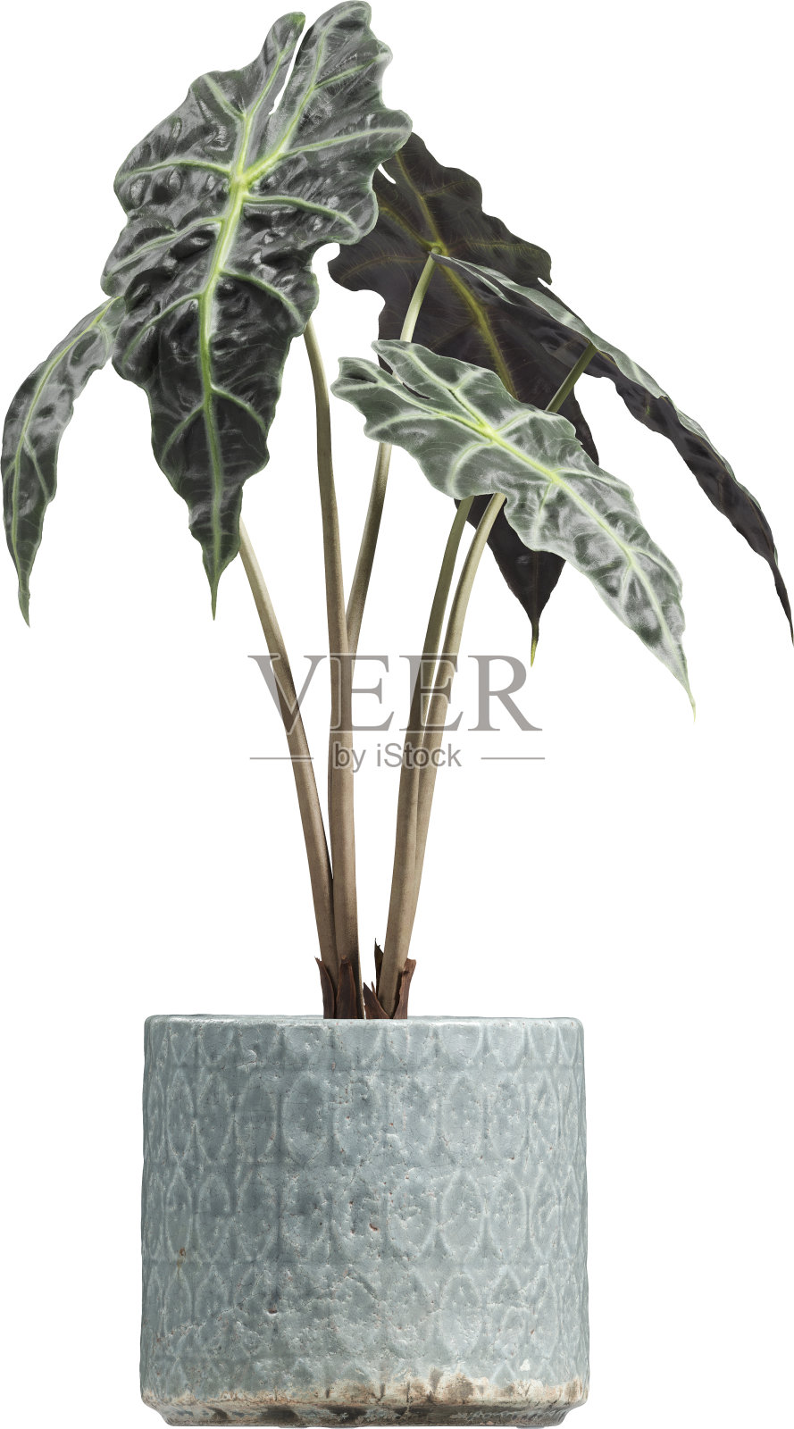 室内盆栽植物的侧面图照片摄影图片