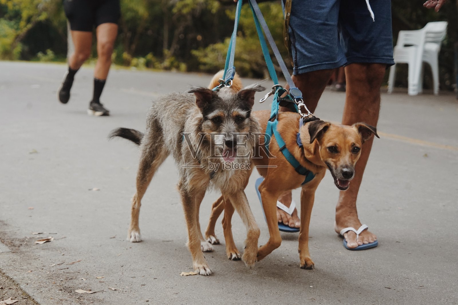 一群狗在散步照片摄影图片