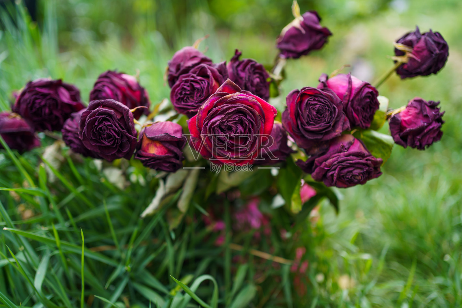 绿草背景上的一束干玫瑰。照片摄影图片