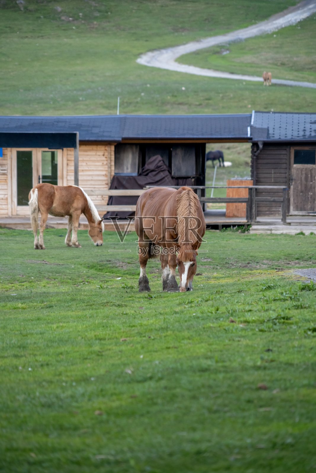 马在田野里吃草，背景是一所房子。在加泰罗尼亚比利牛斯山脉的达兰山谷，马在吃草。照片摄影图片