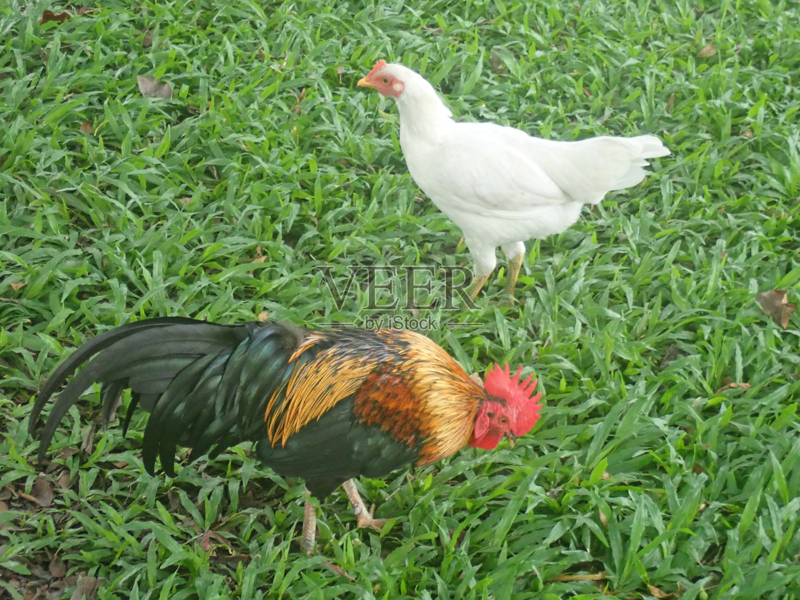 一对小鸡在花园里照片摄影图片