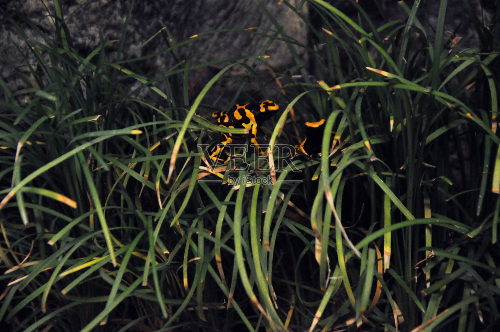 有毒的青蛙在草丛中照片摄影图片