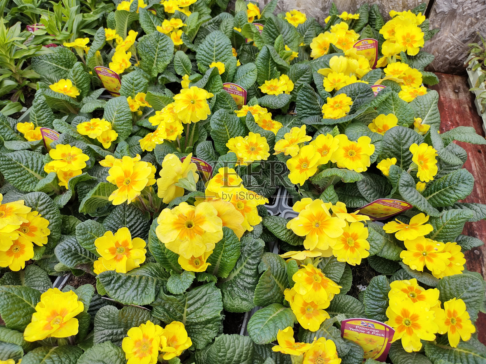 淡黄色照片摄影图片