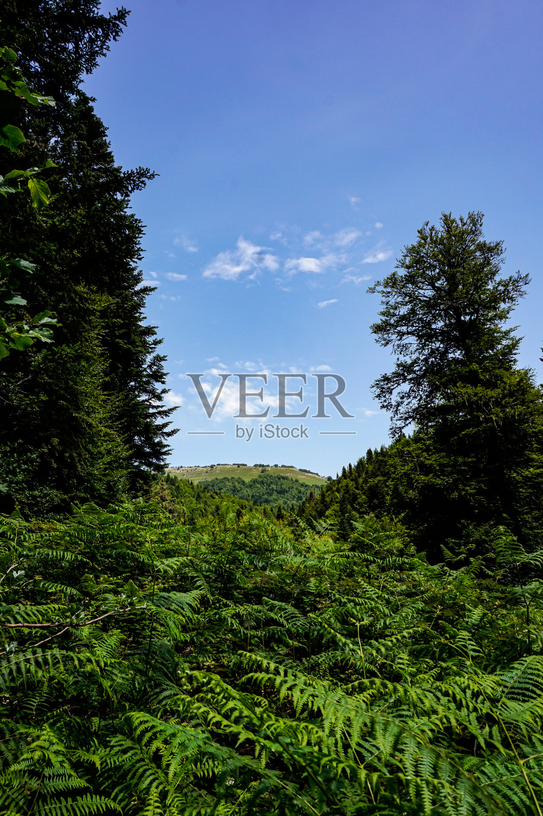 西班牙北部森林中的小路照片摄影图片