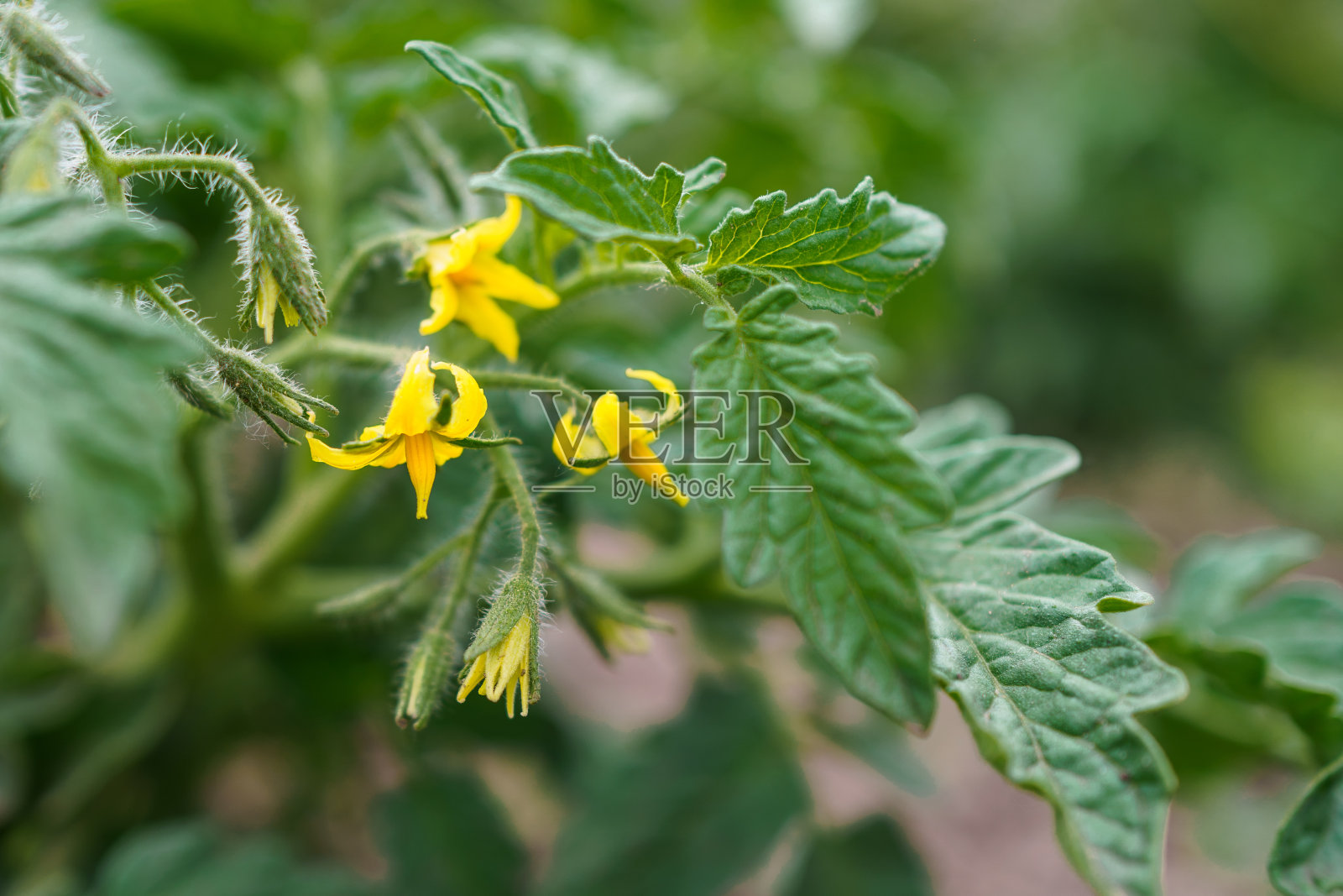 西红柿开花了。照片摄影图片
