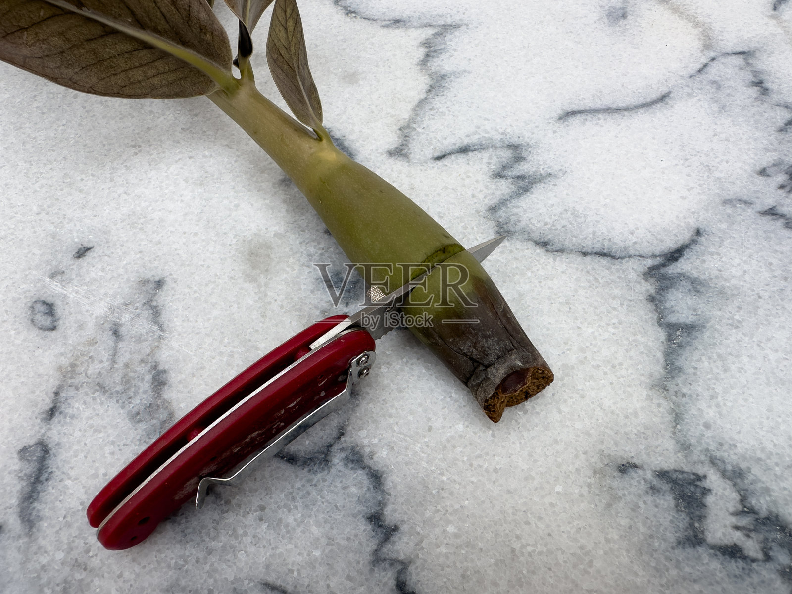 用刀从ZZ植物茎上切下受损的茎部照片摄影图片