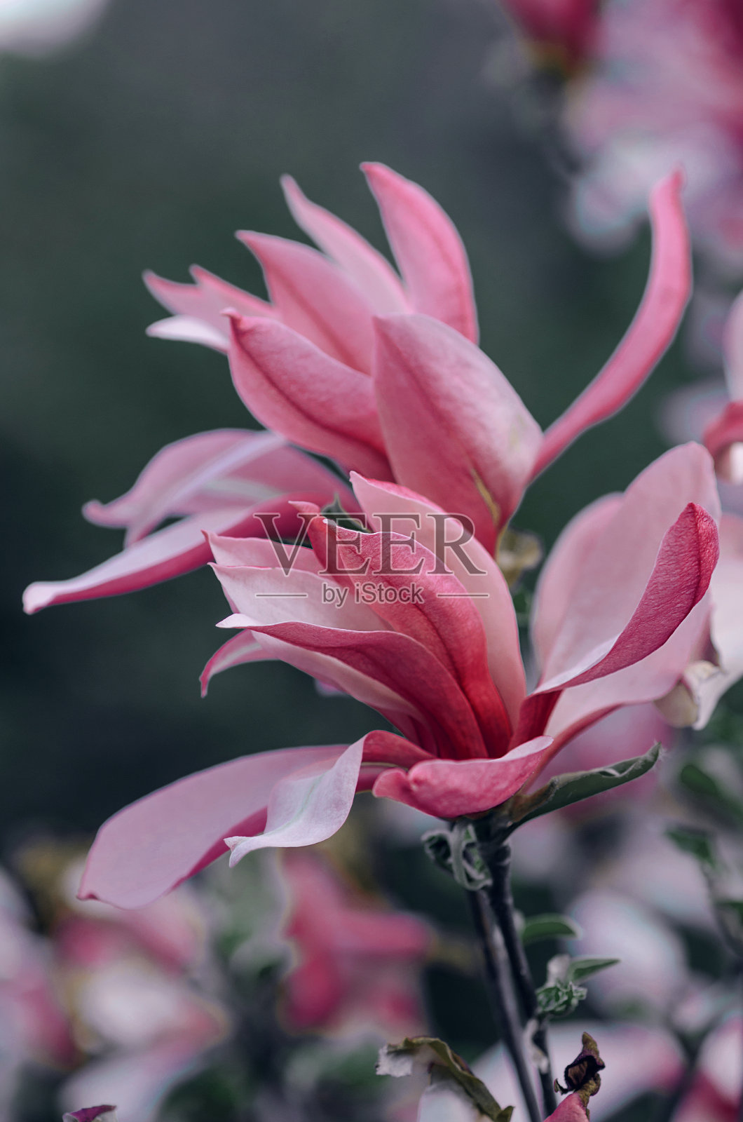 粉红色优雅的玉兰花在翡翠叶的背景。照片摄影图片