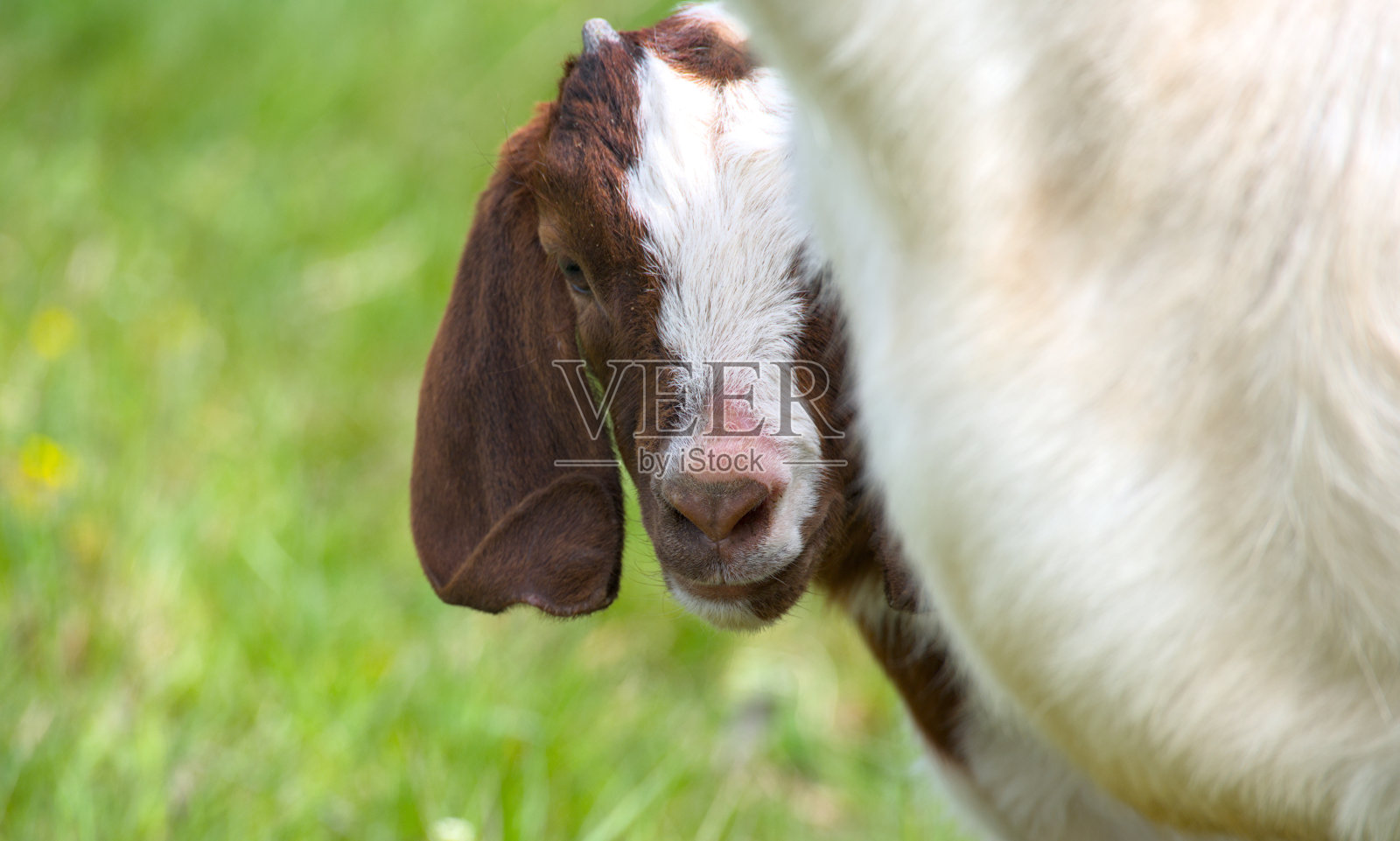 一个可爱的肖像，可爱的年轻波尔山羊，山羊，近距离照片摄影图片