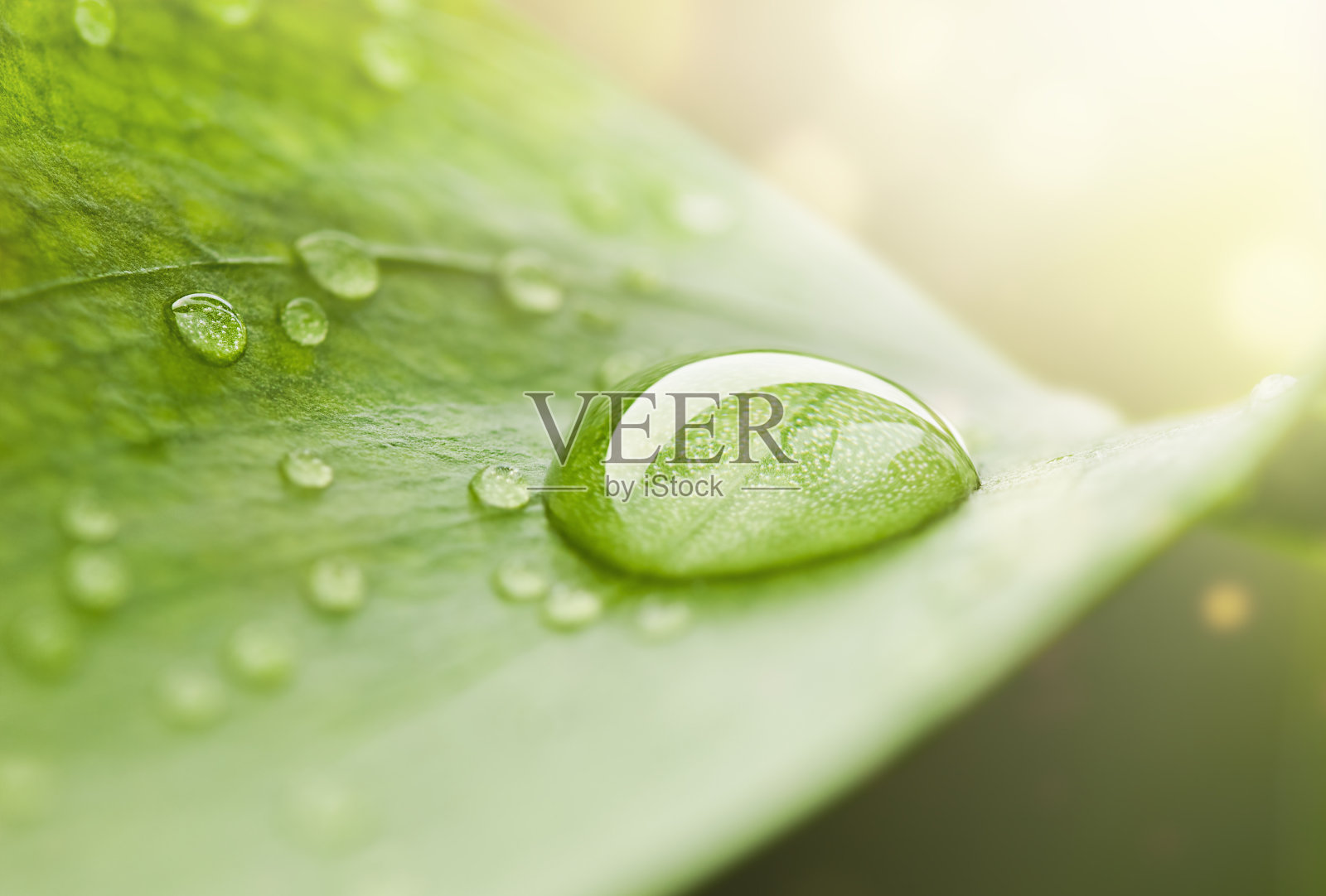 叶子上的一滴水照片摄影图片