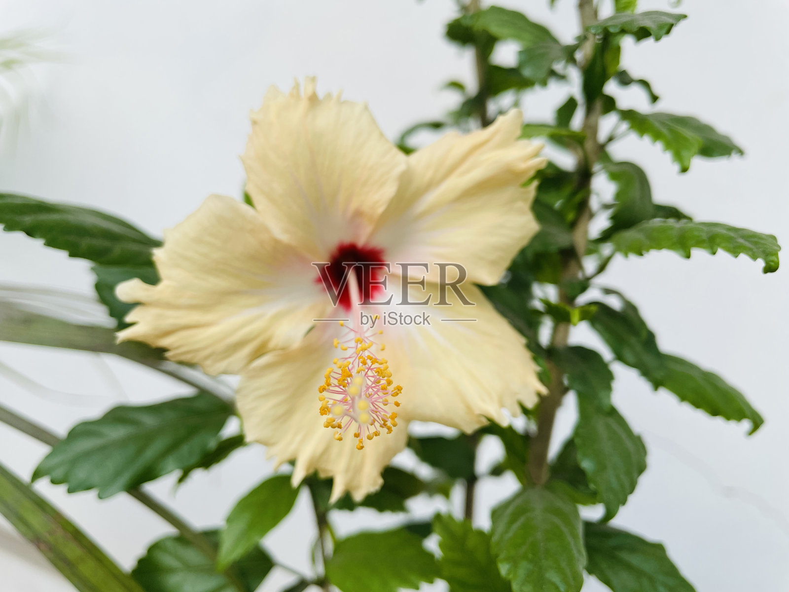 黄色和红色的芙蓉花照片摄影图片