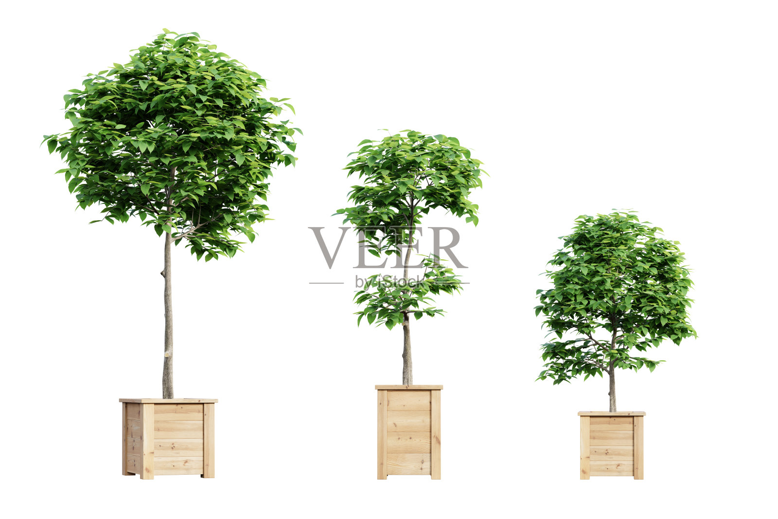 在白色的背景上，一组树木被隔离在木盆里。3 d渲染。照片摄影图片