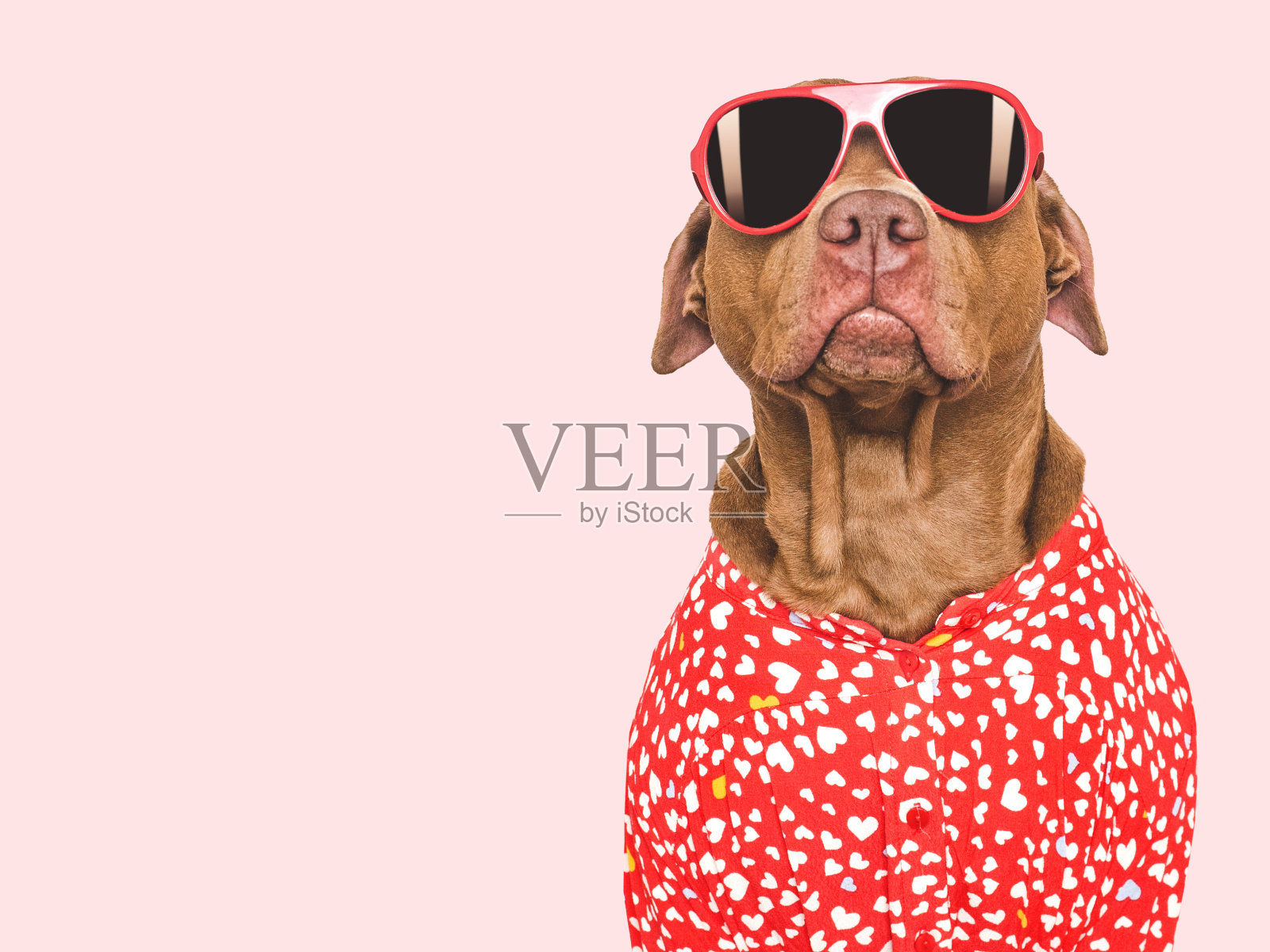 可爱的狗，红衬衫和太阳镜。孤立的背景照片摄影图片