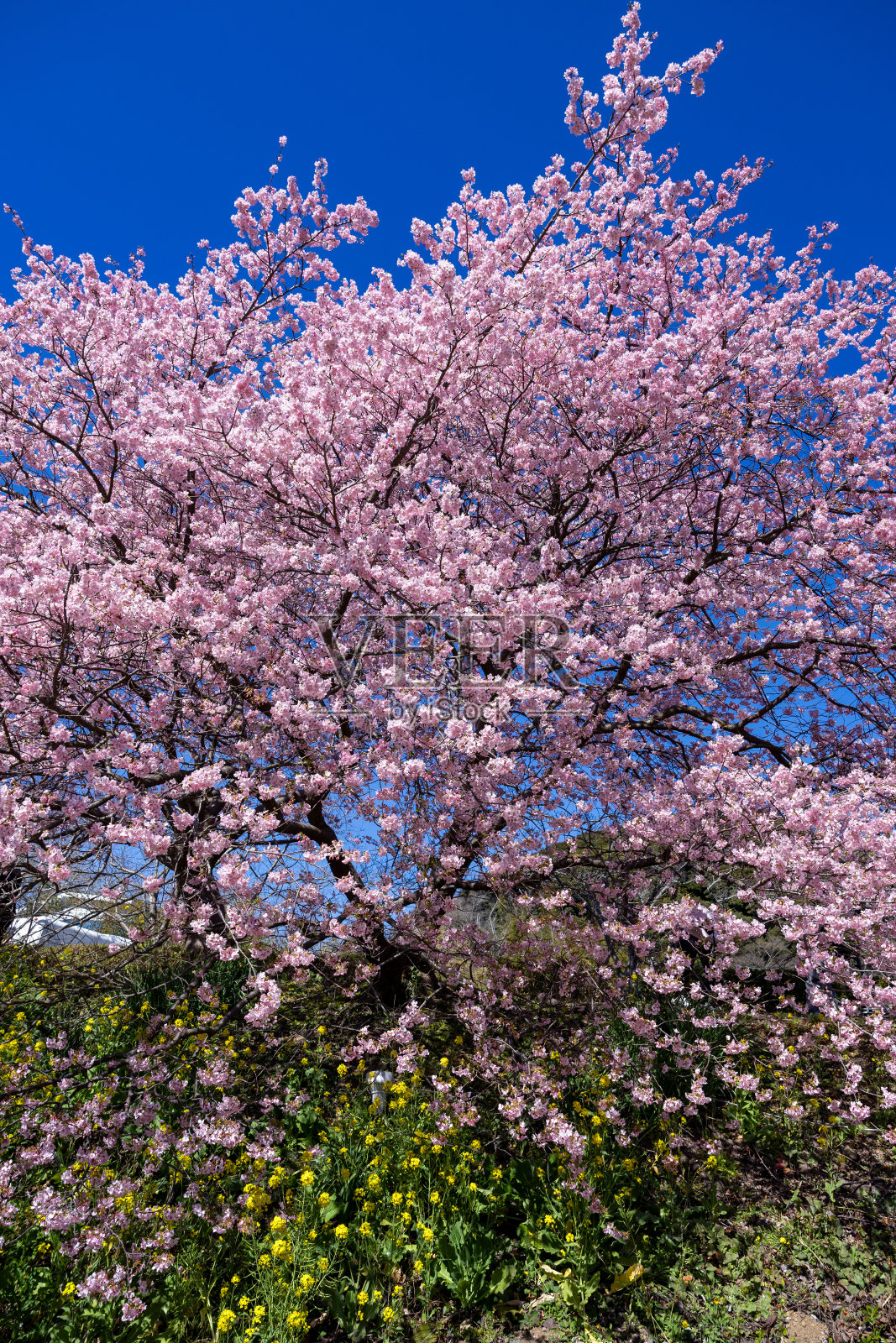 川津樱花和伊豆油菜花的景色。照片摄影图片