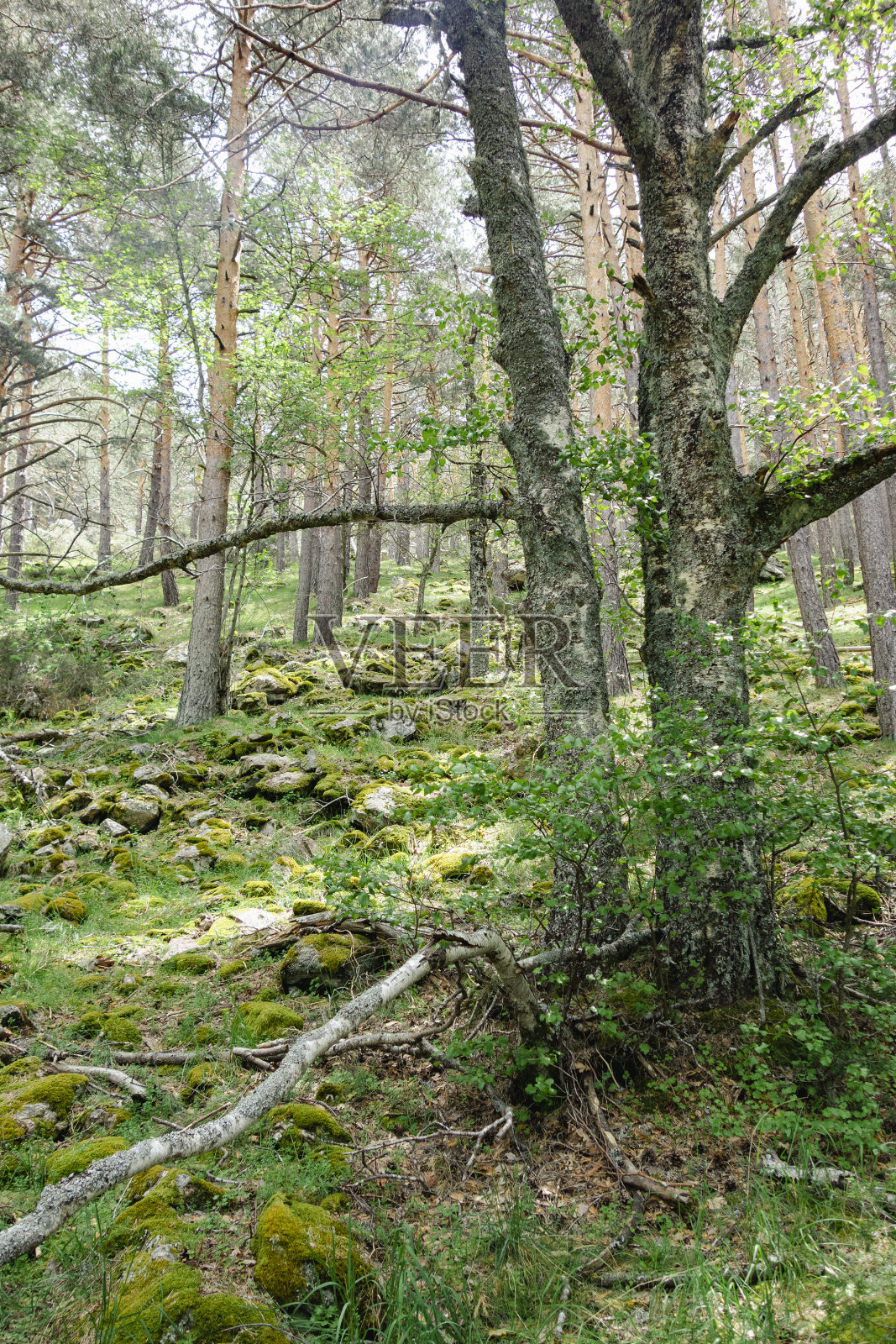 卡嫩西亚港：马德里北部山隘照片摄影图片