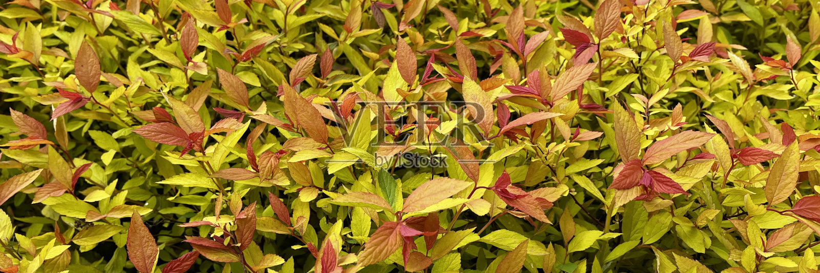 一个装饰性的自然背景展示了充满活力的叶子与彩色的叶子和花的美丽的特写。照片摄影图片