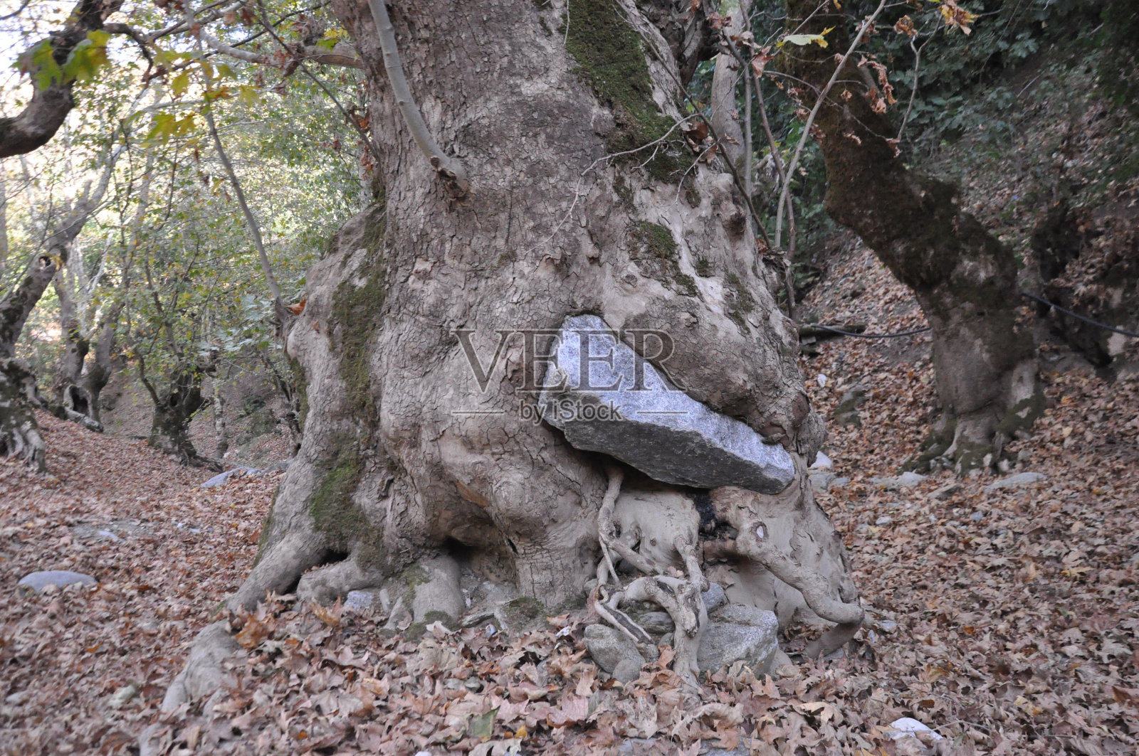 老梧桐树和森林里的枯叶照片摄影图片