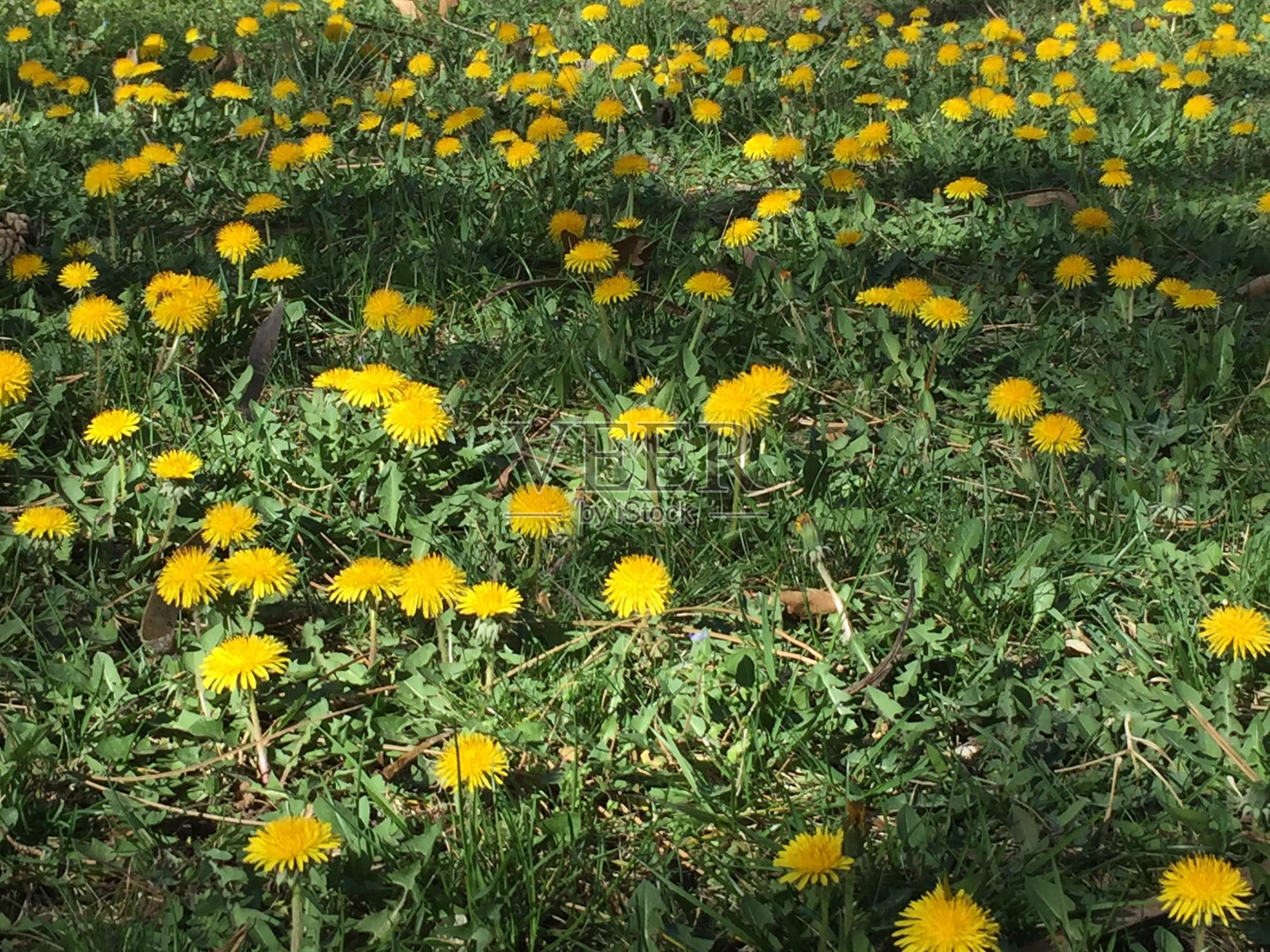 绿色草坪上一群蒲公英的图案，上面的阴影落在上面照片摄影图片