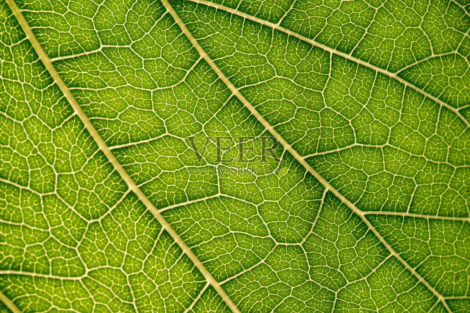 绿叶特写，叶脉纹理，绿叶背景，微距照片照片摄影图片