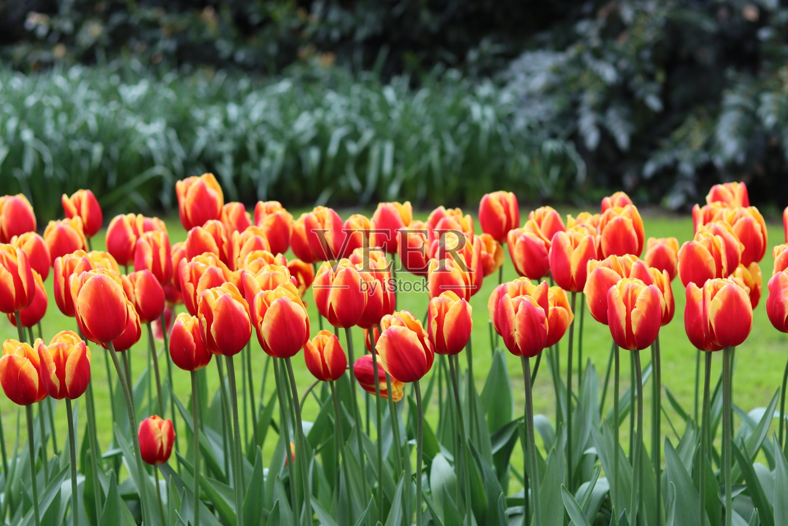 春天花园里红色和黄色的郁金香照片摄影图片