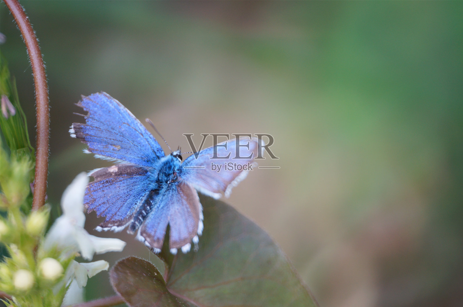 一只张开翅膀的美丽蝴蝶。照片摄影图片
