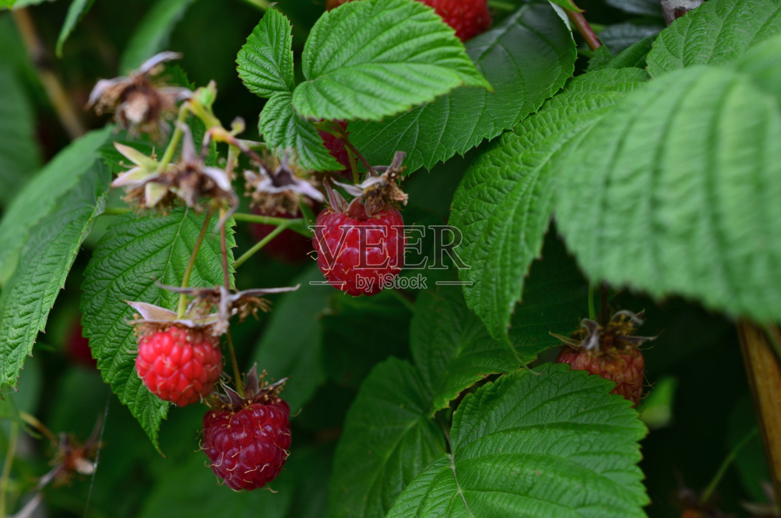 一束树莓在绿叶中靠近照片摄影图片