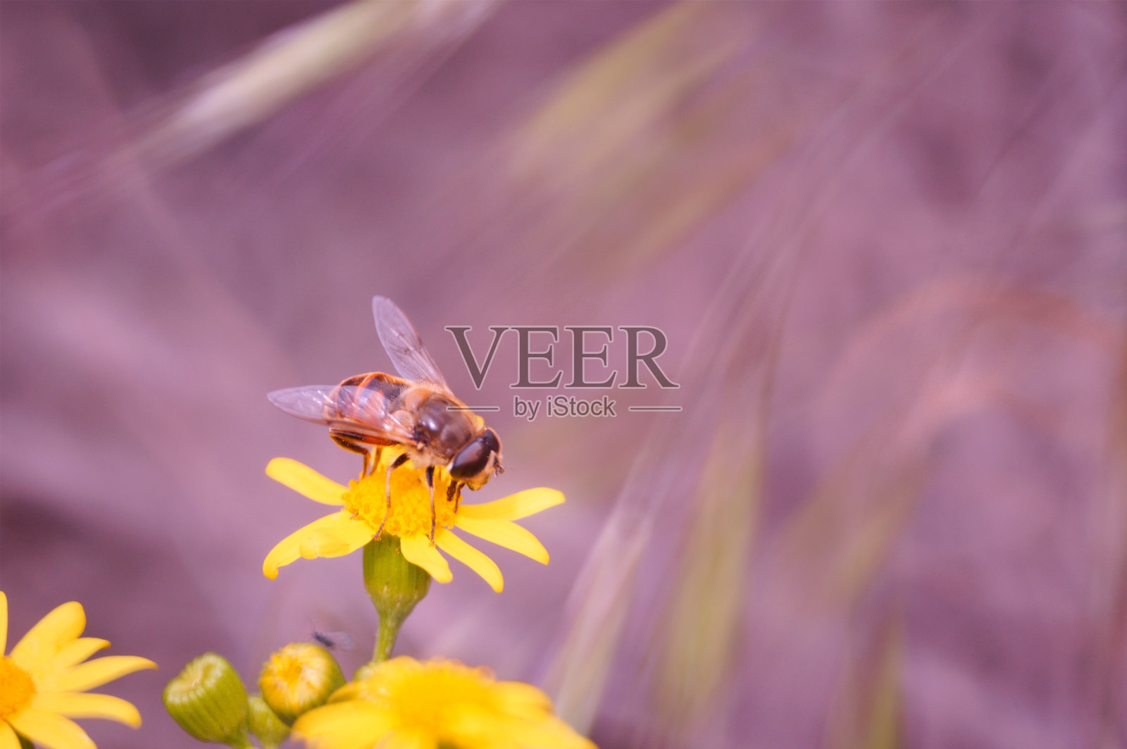蜜蜂从黄花上收集花粉。照片摄影图片