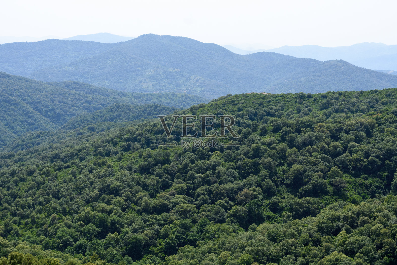阿尔及利亚吉耶勒的茂密森林风景照片摄影图片